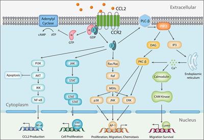 Targeting the CCL2/CCR2 Axis in Cancer Immunotherapy: One Stone, Three Birds?